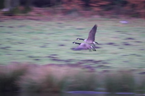 Canada goose (Branta canadensis), pair taking off, blurred, long exposure, subsidence area,