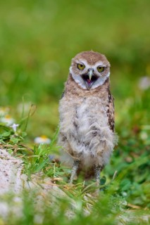 Burrowing Owl (Speotyto cunicularia), young bird in meadow yawns near nesting cave, Pembroke Pines,
