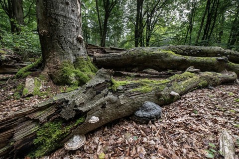 Deadwood with tinder fungus (Fomes fomentarius) in beech forest (Fagus sylvatica), Emsland, Lower