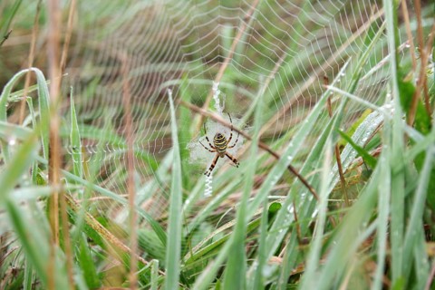 Wasp spider (Argiope bruennichi), female, insect, yellow, grass, Germany, The wasp spider has spun