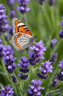 Butterfly resting on a blooming lavender plant, with its delicate wings fully spread and fine