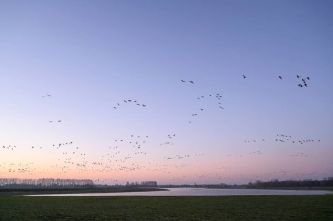 White-fronted goose (Anser albifrons), flock of geese taking off, from the roost, at sunrise,