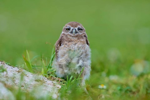 Burrowing Owl (Speotyto cunicularia), young bird in meadow near nesting cave, Pembroke Pines,