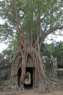 Strangler fig, Ficus altissima, Ta Som, Angkor, Cambodia, Asia