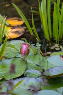 Bud of a water lily (Nymphaea), pink, red, Münsterland, North Rhine-Westphalia, Germany, Europe
