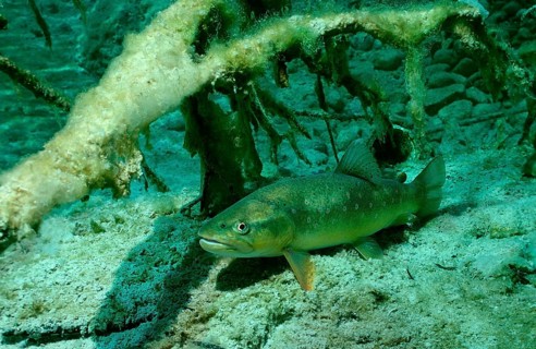 Arctic char, Salvelinus alpinus, Germany, Lake Badersee, Zugspitze, Europe