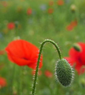 The flower bud of a red common poppy with flowers in a blurred meadow setting