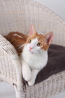 Domestic cat, lies in basket chair, Felis silvestris forma catus, Domestic-cats, lies in basket