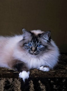 Holy Birman cat, female, 5 years, cat, soul-tabby-point
