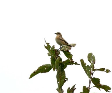 Migrant small bird Whinchat near Beachy Head at start of Autumn migration southward