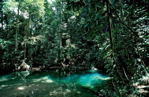 Freshwater spring in the rainforest, Borneo, Sarawak, Gunung Mulu NP, Malaysia, Asia