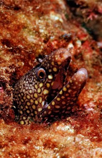 Leopard muraena, Muraena lentiginosa, Mexico, Lake Cortez, Lower California, La Paz, Central