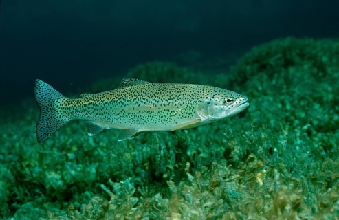 Rainbow trout, Oncorhynchus mykiss, Germany, Bavaria, Europe