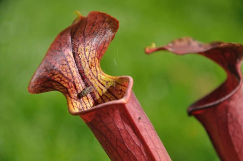 Purple sarracenia flower, carnivorous plant that traps insects and digests them