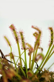 Sticky leaves on a sundew plant, carnivorous plant that traps insects and digests them!