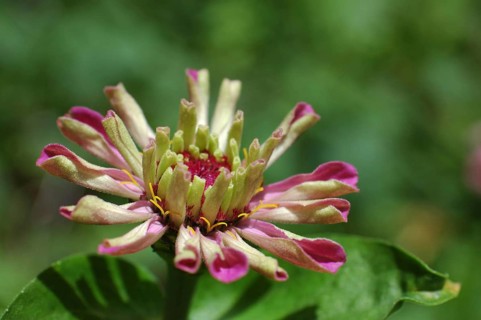Closeup of pink zinnia flower unfolding
