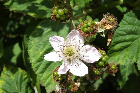 Close up of a wild blackberry flower with fruit bids and green leaves
