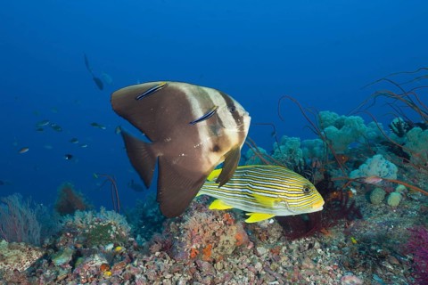Long-finned batfish and golden-striped sweetlips at cleaning station, Platax teira, Plectorhinchus