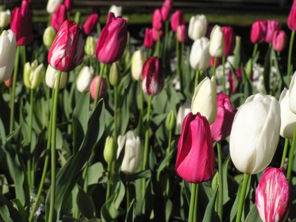 Garden bed of red and white tulips, Tulipa gesneriana