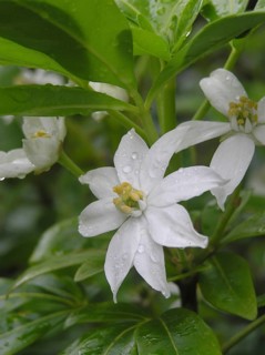 Mexican orange, Choisya tenata, in garden setting