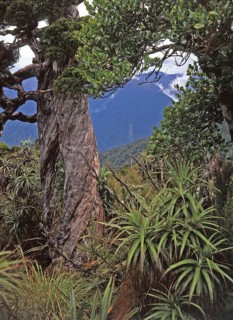 Alpine forest near the top of the tree line, West Coast, South Island, New Zealand, Oceania