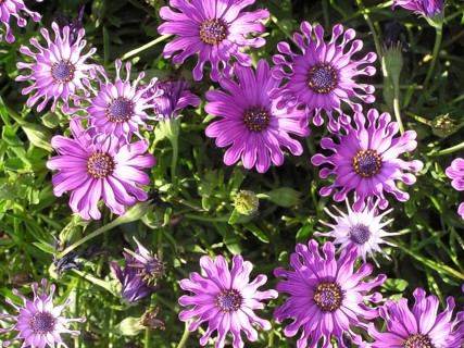 Mauve flowers