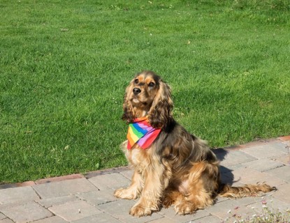 English Show Cocker Spaniel dog wearing Pride rainbow bandana scarf