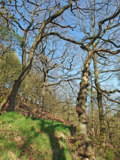 Tall twisted trees in the colden valley in west yorkshire in bright early spring sunlight