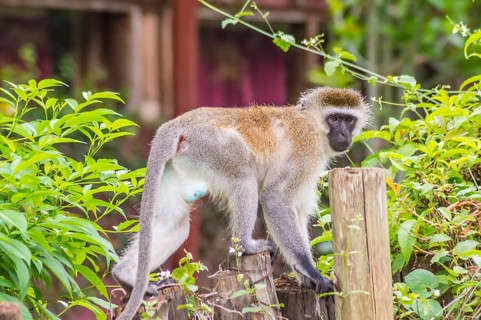 Vervet monkey sitting on a wooden post in the savannah of Amboseli Park in Kenya