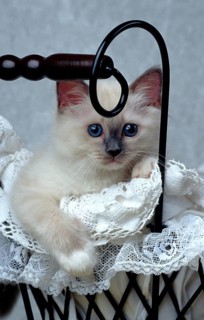 Holy Burmese cat bluepoint 10 weeks old kitten