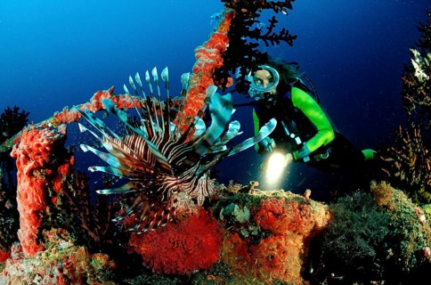 Diver and lionfish at the shipwreck Maldeves Victory, Pterois volitans, Maldives, North Male Atoll,