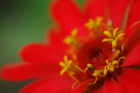 Closeup of Red zinnia