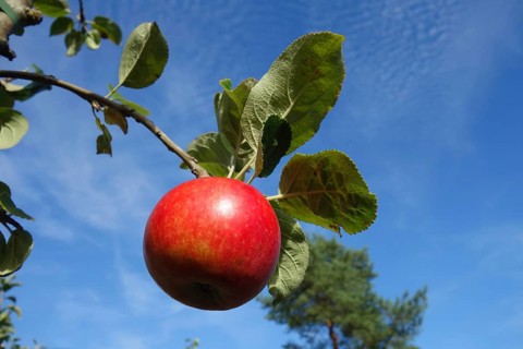 Red Elstar apple