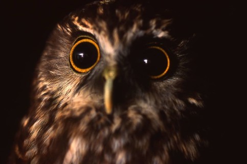 New Zealand native owl, the Morepork, Ninox novaeseelandiae