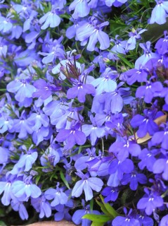 Blue lobelia