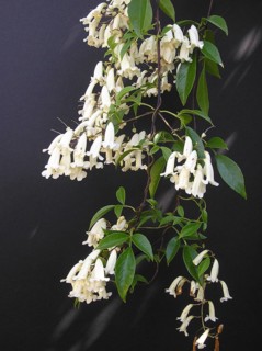 Honeysuckle flowers on black background