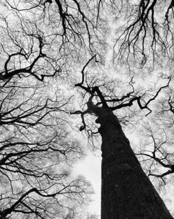 Stark bare leafless winter forest canopy with tall tree trunk and twisted dense branches