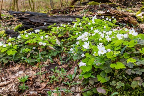 Flowering wood sorrel Harz Selketal