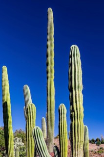 Mexican elephant cactus Pachycereus pringlei with blue sky