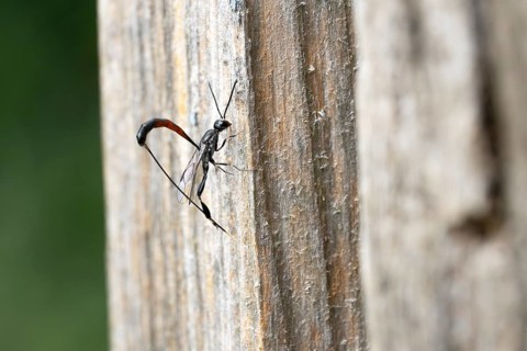 Narrow-bellied wasps (Gasteruptiidae), on dead wood in search of a host, North Rhine-Westphalia,