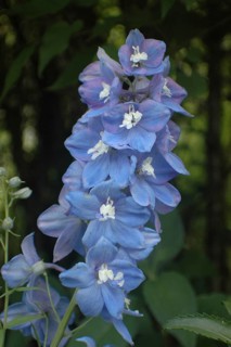 Blue delphinium