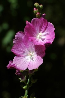 Mauve flowers on black background