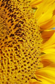 Centre of giant sunflower