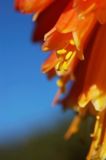 Close up of multi coloured flowers on a red hot poker
