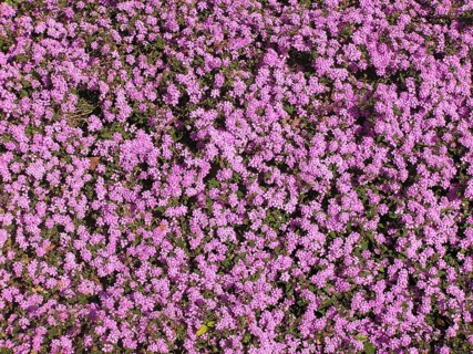 Pink flowers on hedge