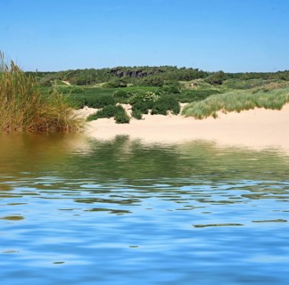 The beach rom the sea at formby with dunes covered in marram grass and vegetation with forest