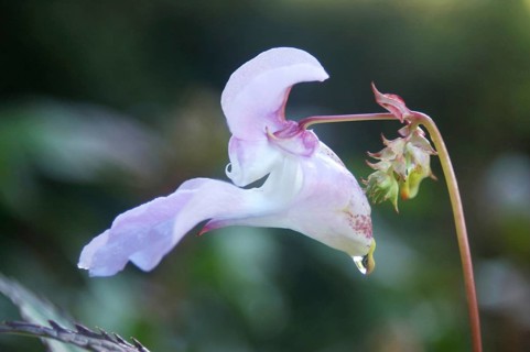 Himalayan Balsam, Impatiens glandulifera