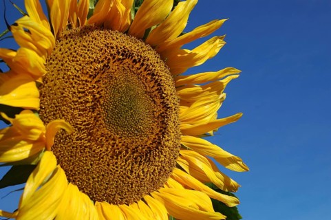 Giant sunflower against blue sky