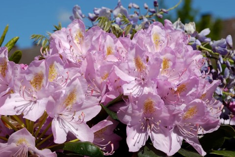 Rhododendron, Flensburg, Schleswig-Holstein, Germany, Europe