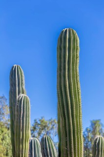 Mexican elephant cactus Pachycereus pringlei
